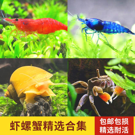 黑壳虾鲜活观赏虾苗淡水小宠物蜗牛水晶虾粮樱花虾除藻虾螺辣椒蟹