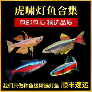 观赏鱼红绿灯鱼热带鱼小型宝莲灯科鱼苗淡水喷火灯好养耐活斑马鱼