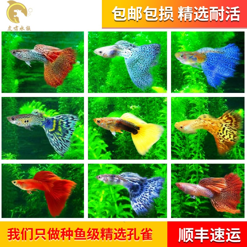 热带鱼观赏鱼淡水孔雀鱼好养耐活体小型纯色种鱼临产母精品凤尾鱼