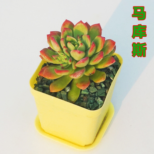 进口多肉植物 马库斯办公室组合盆栽 包邮