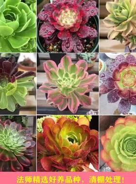 多肉法师组合新手套餐大全欧紫羊绒万圣节艳日伞嘉年华法师锦小苗