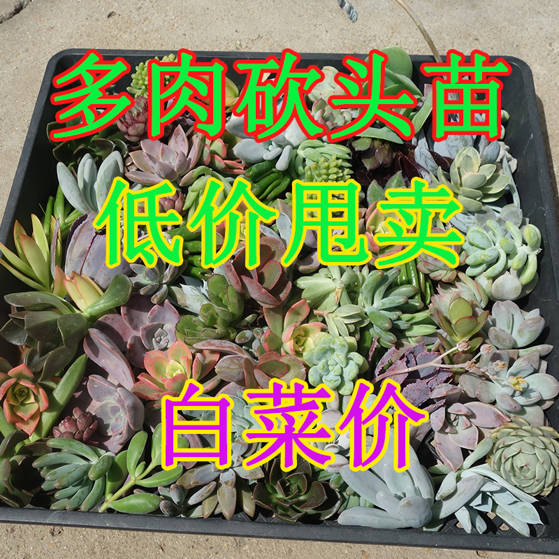 多肉植物砍头苗无根吸财树桃蛋
