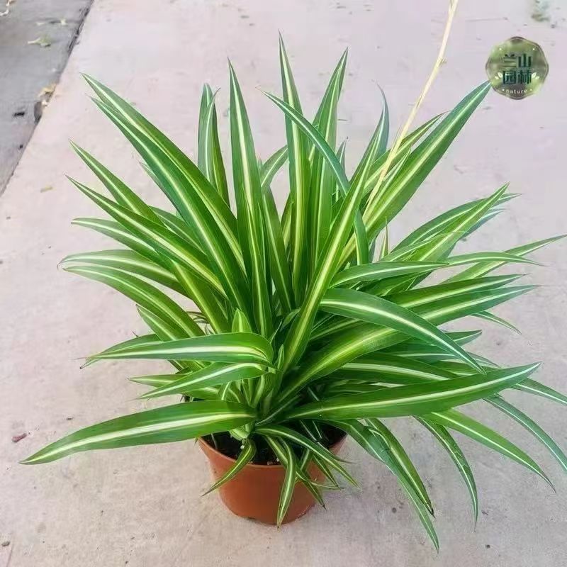 金心吊兰金边吊兰绿植盆栽花卉