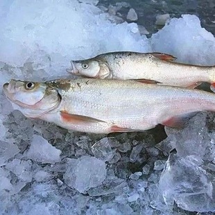 黑龙江抚远大白鱼翘嘴岛子鱼整条冷冻