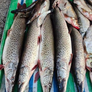 黑龙江乌苏里江抚远县特产纯江天然新鲜速冻狗鱼刹生鱼生鱼片