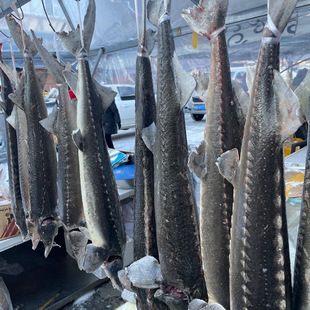 黑龙江抚远特产鲟鱼鲜活速冻大鱼淡水鱼整条东北淡水鱼江水