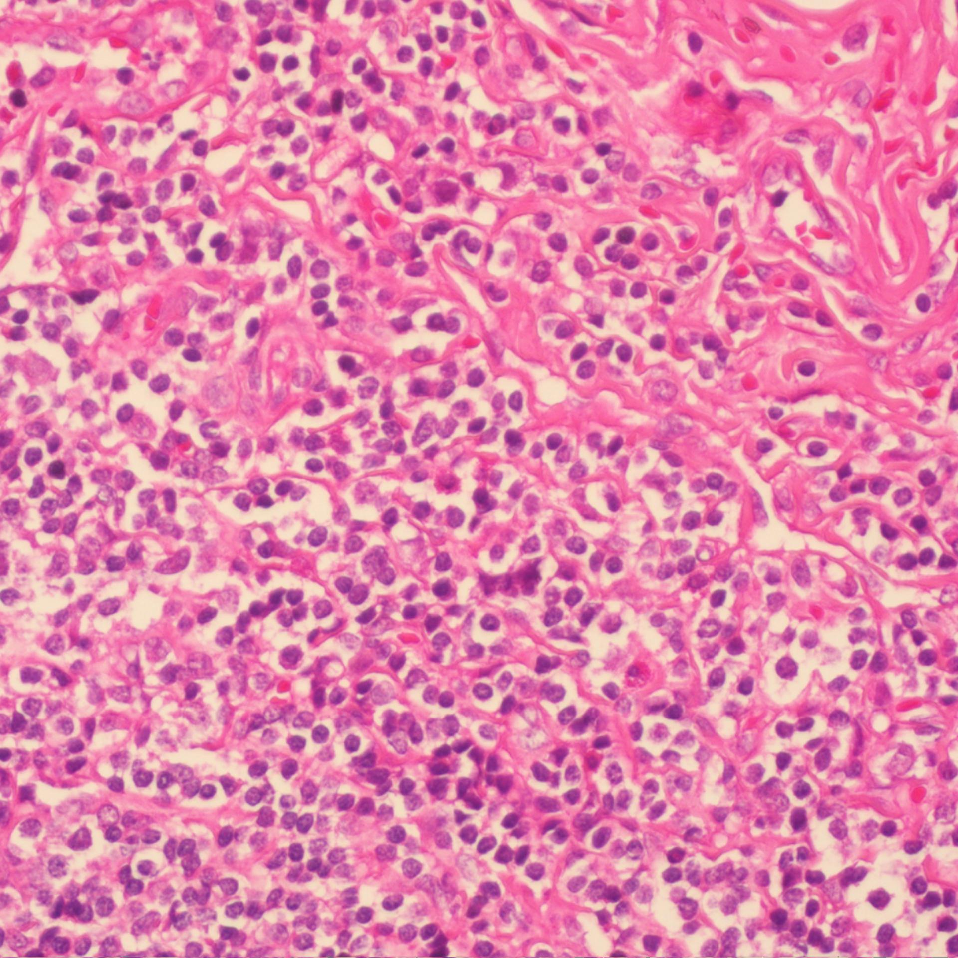 BSBA-4021A 苏木素染色液-500ml