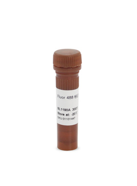 BL1190A Fluor 488 phalloidin Fluor 488标记鬼笔环肽（绿色）