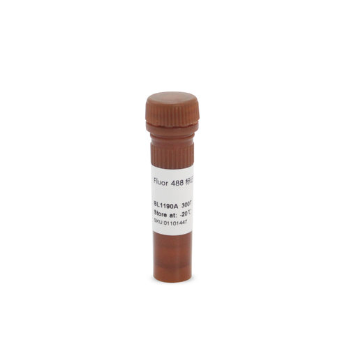 BL1190A Fluor 488 phalloidin Fluor 488标记鬼笔环肽（绿色）