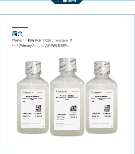 Biosharp BL506B Western一抗稀释液