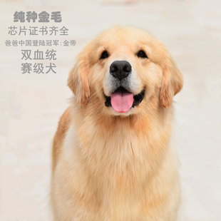 《昵萌宠物》金毛幼犬纯种金毛活体导盲犬家养中大型犬巡回伴侣犬
