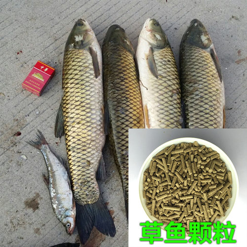 鱼原905专用黑坑钓鱼塘颗粒青鱼
