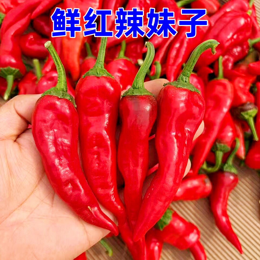 红辣妹子超级辣精品红辣妹子红辣椒特辣红尖椒红泡椒新鲜辣椒酱