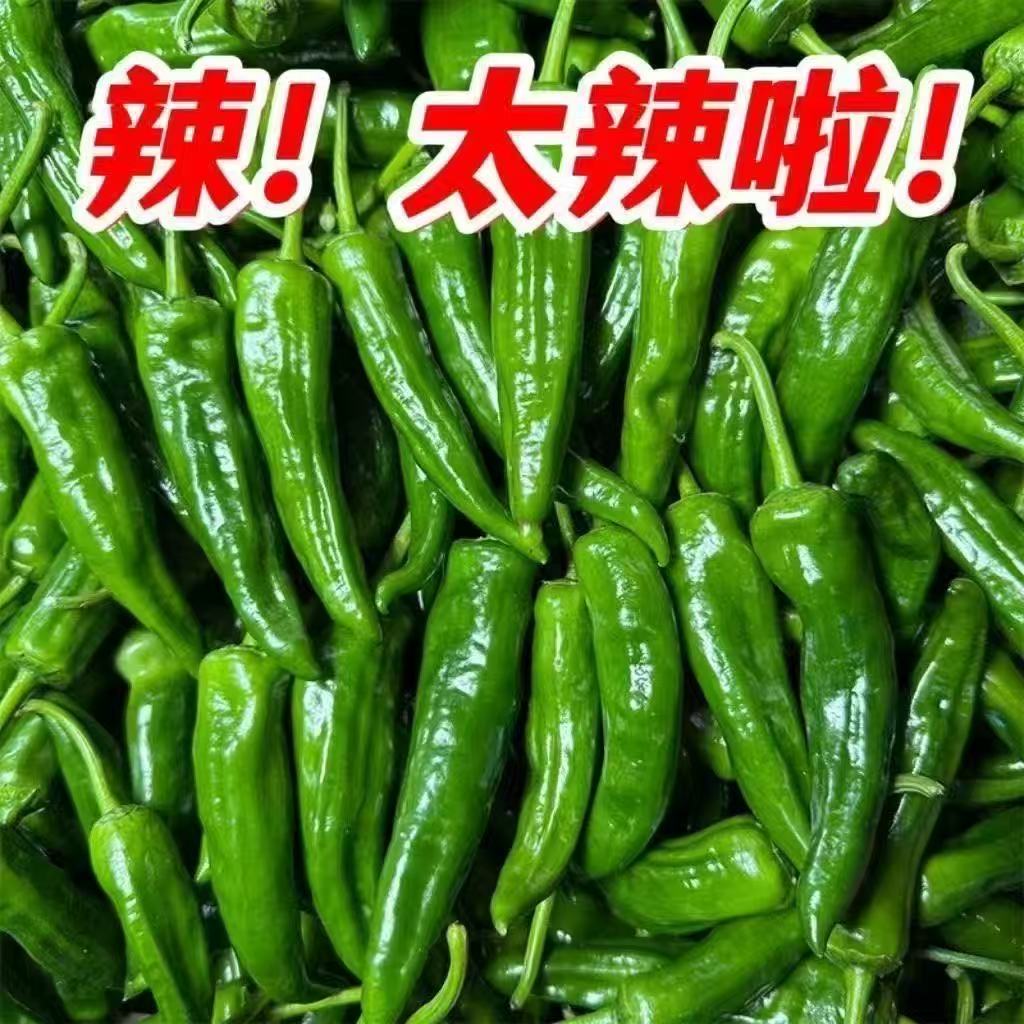 新鲜辣椒辣妹子剁椒超辣特辣薄皮辣椒笨辣椒青椒蔬菜非常辣蔬菜