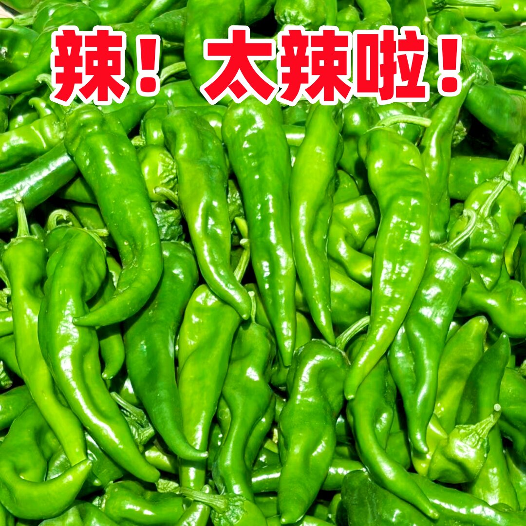 新鲜辣椒辣妹子剁椒超辣特辣薄皮辣椒笨辣椒青椒蔬菜非常辣蔬菜