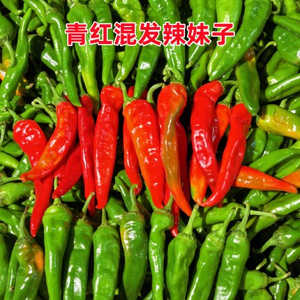 青红混装辣妹子现摘现发新鲜特辣妹子辣椒酱炒菜香辣提味