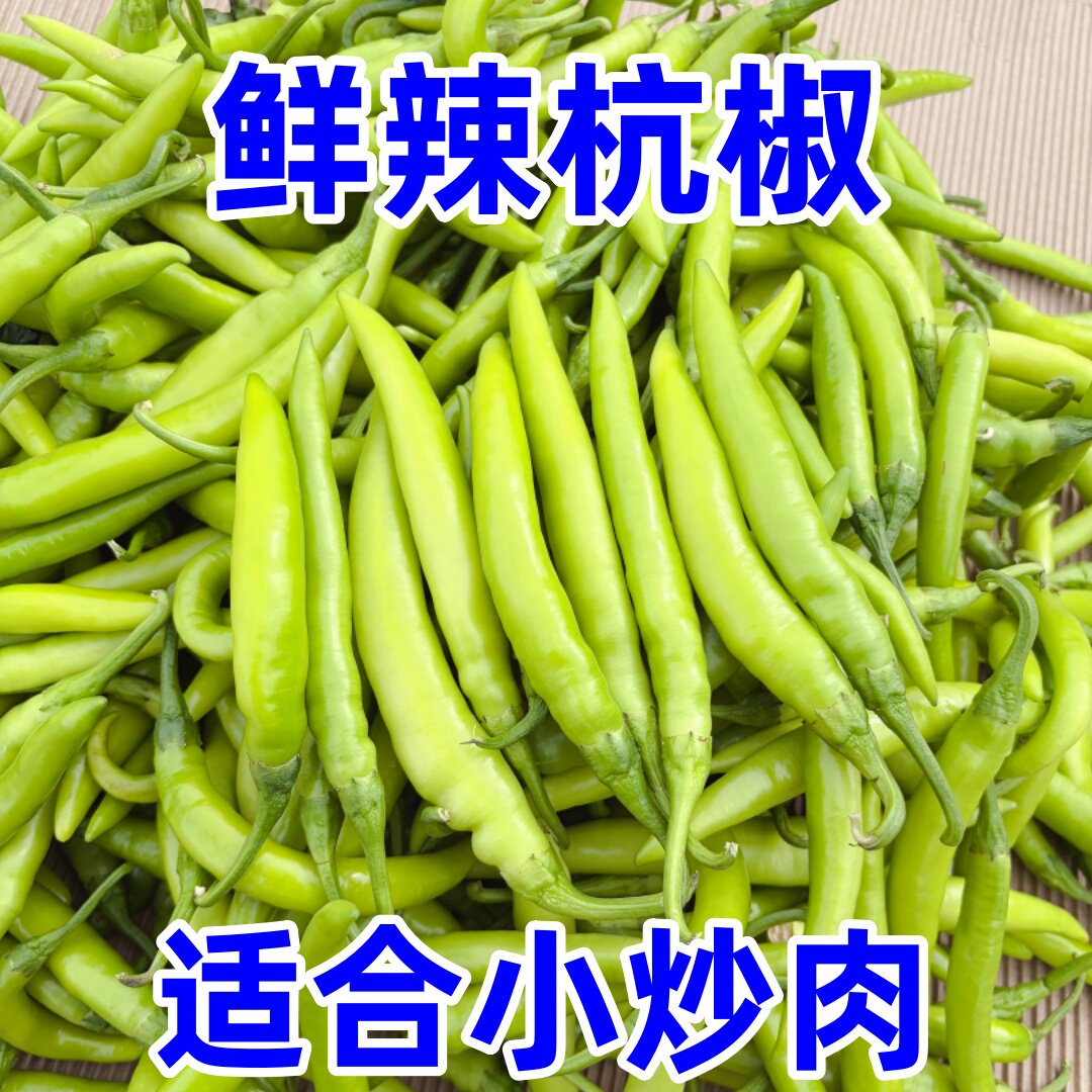 新鲜杭椒农家自种短粗小青微辣中辣现摘现发杭椒辣椒新鲜