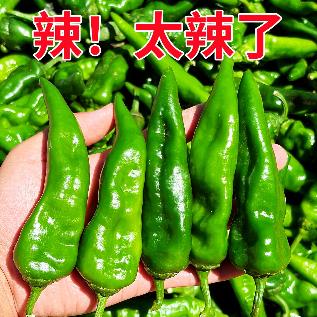 辣妹子特辣辣椒香辣土辣椒皮薄肉脆辣椒现采现发包邮新鲜辣椒包邮
