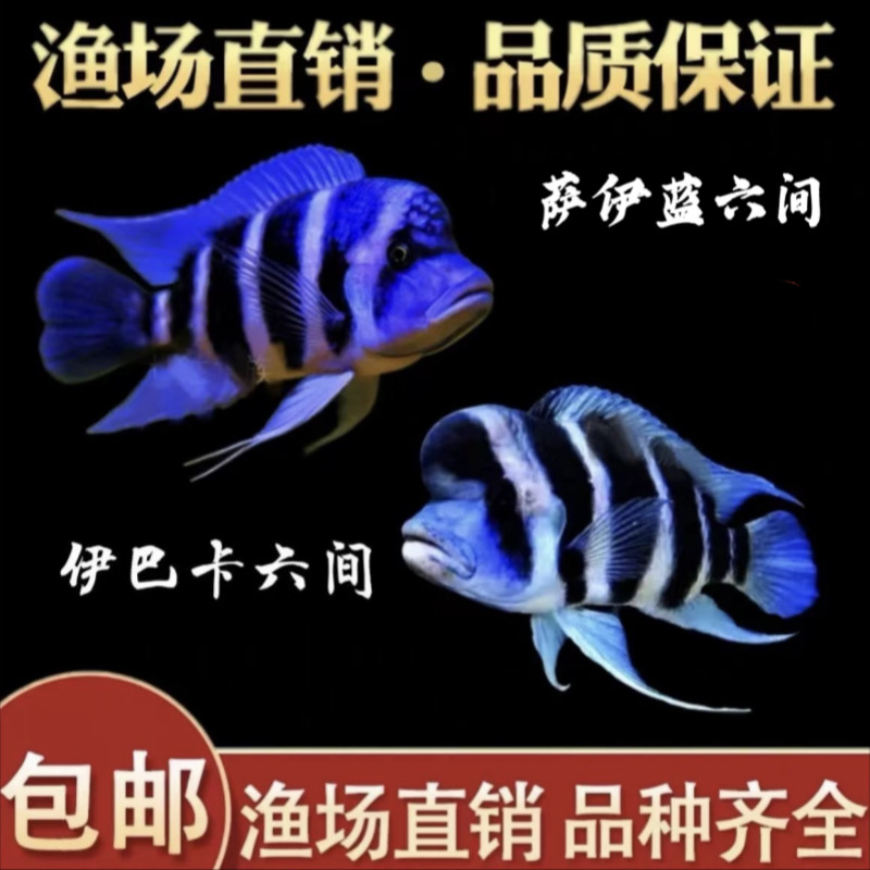萨伊蓝六间布隆迪六间鱼伊巴卡六间鱼热带三湖慈鲷活体进口观赏鱼