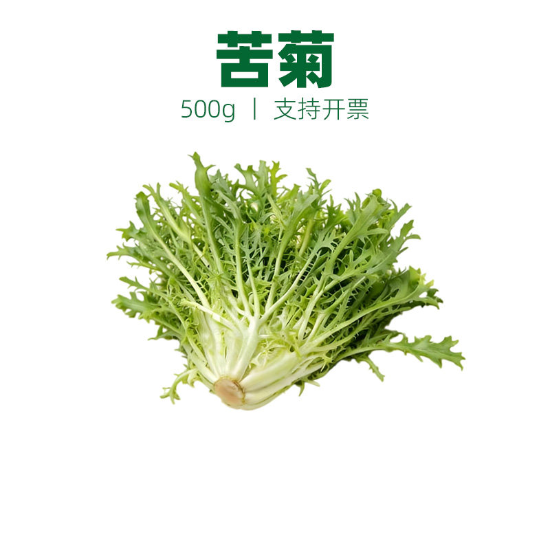 苦菊生菜沙拉蔬菜苦叶生菜