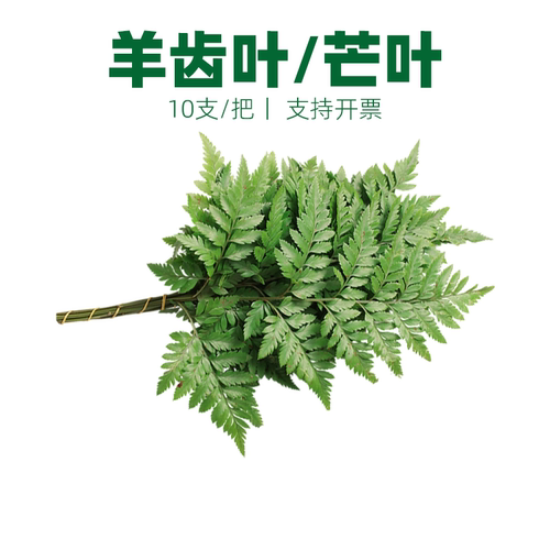 杨子叶高山羊齿叶芒叶摆盘装饰