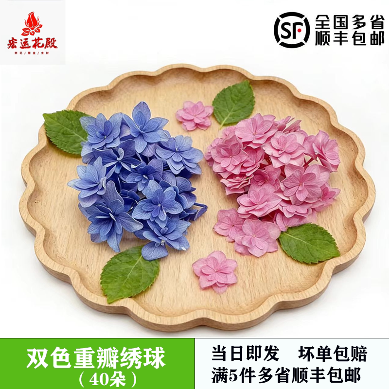 双色绣球花重瓣绣球花蓝色粉色