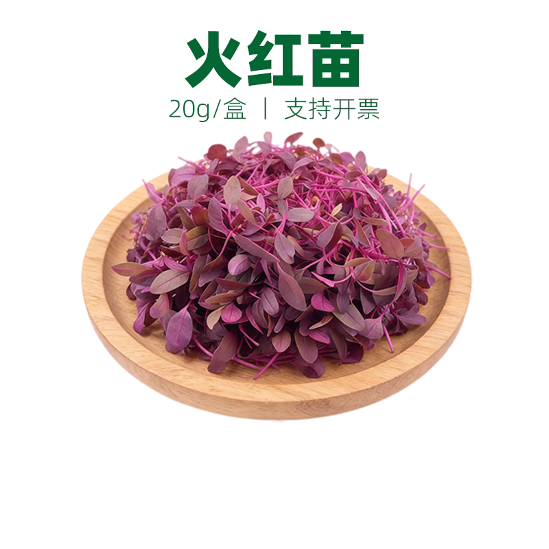 火红苗可食用苗芽菜安纳红苗