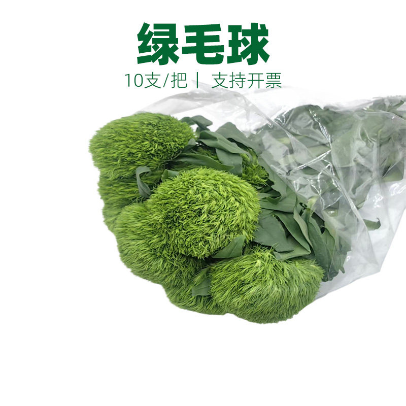 新鲜绿毛球插花花束10支/把 西餐日料造景酒水装饰摆盘点缀花草