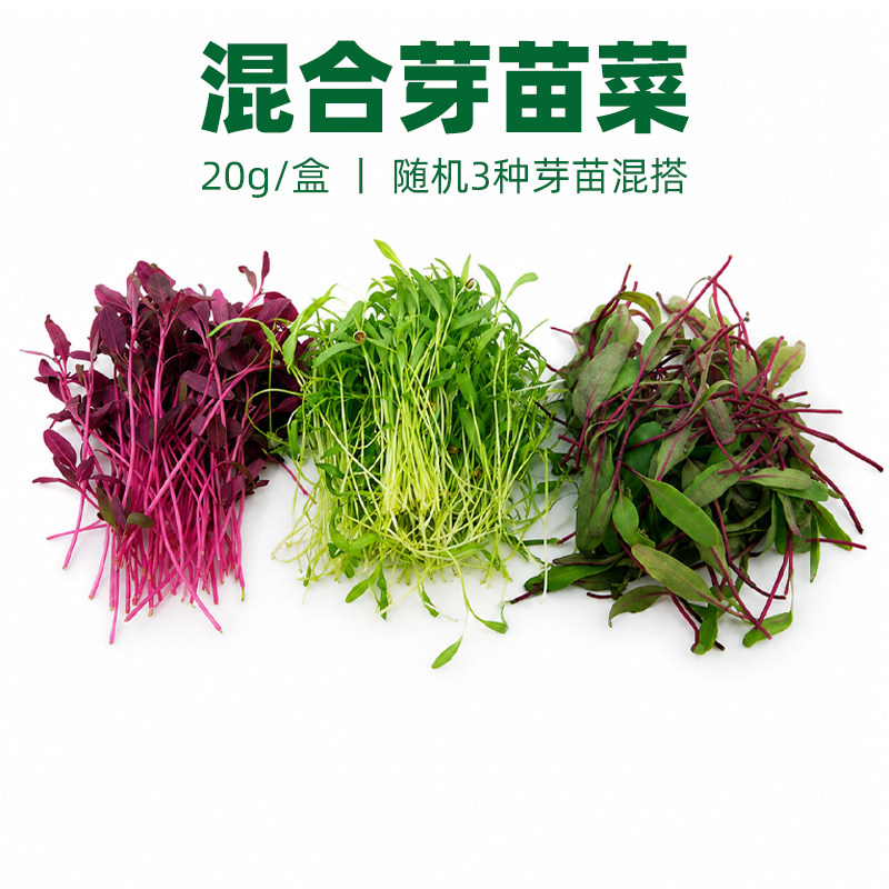 新鲜混合芽苗菜 火红苗 芝麻苗 甜菜苗 香芹苗摆盘装饰点缀融合菜