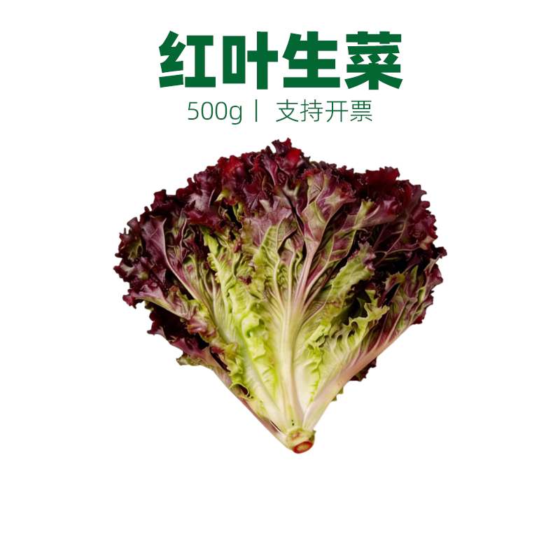新鲜红叶生菜 罗莎红生菜紫叶生菜沙拉轻食蔬菜西餐配菜摆盘食材
