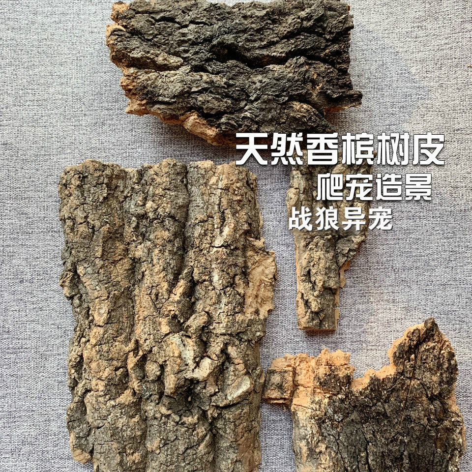 爬宠专用香槟树皮蜘蛛蝎子蜈蚣攀爬真树皮造景躲避木空气凤梨定植