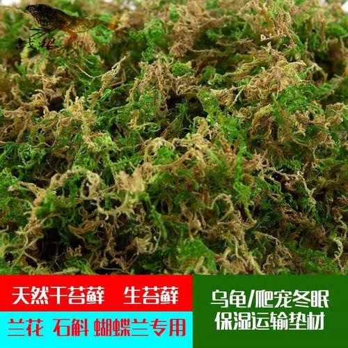 青苔草销量排行榜 青苔草品牌热度排名 小麦优选