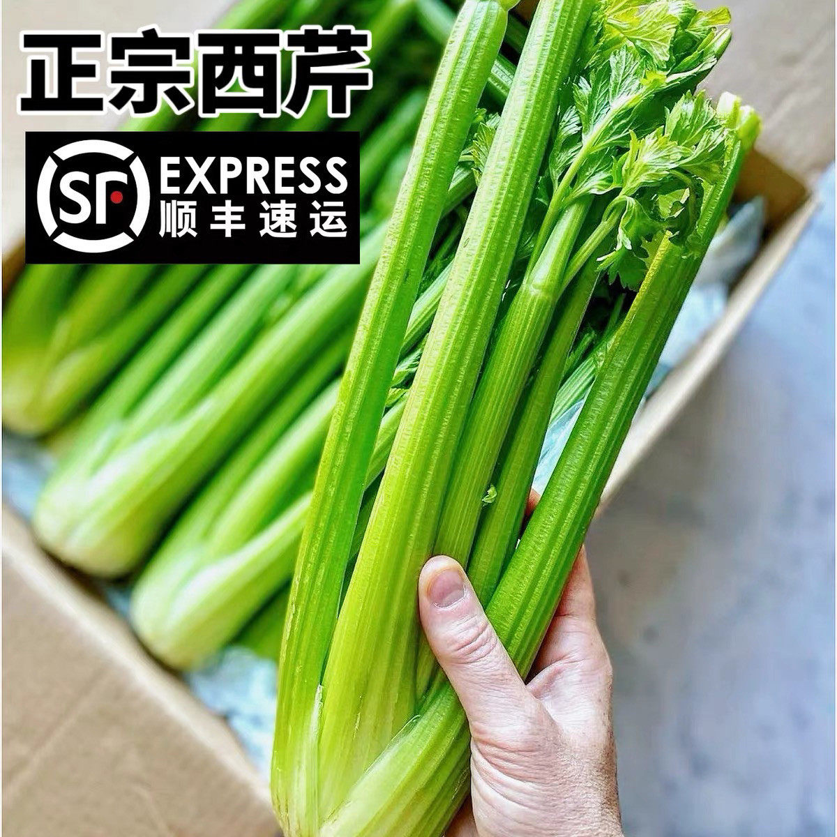 新鲜西芹顺丰冷链包邮