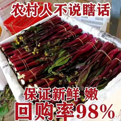 正宗湖北红菜苔新鲜现发5斤14元