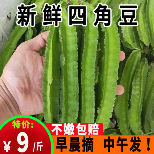 新鲜四角豆24小时发货坏豆包赔