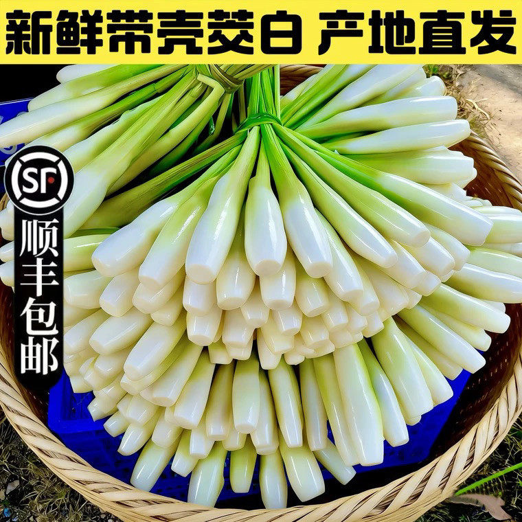 新鲜茭白顺丰冷链包邮
