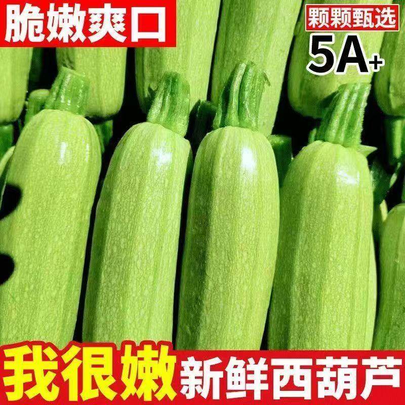 现摘新鲜蔬菜云南农家西葫芦当季蔬菜角瓜茭瓜鲜甜脆嫩应季