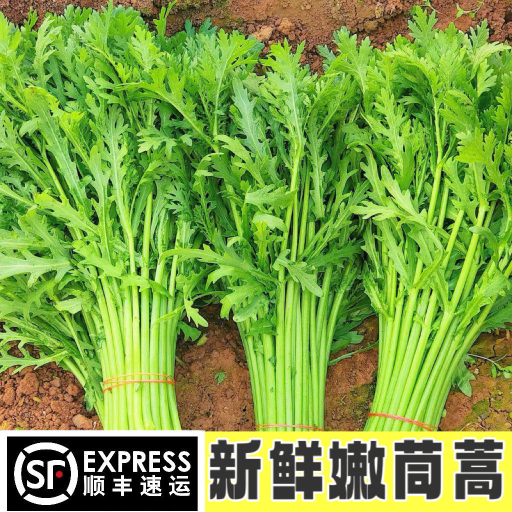 新鲜茼蒿顺丰冷链包邮