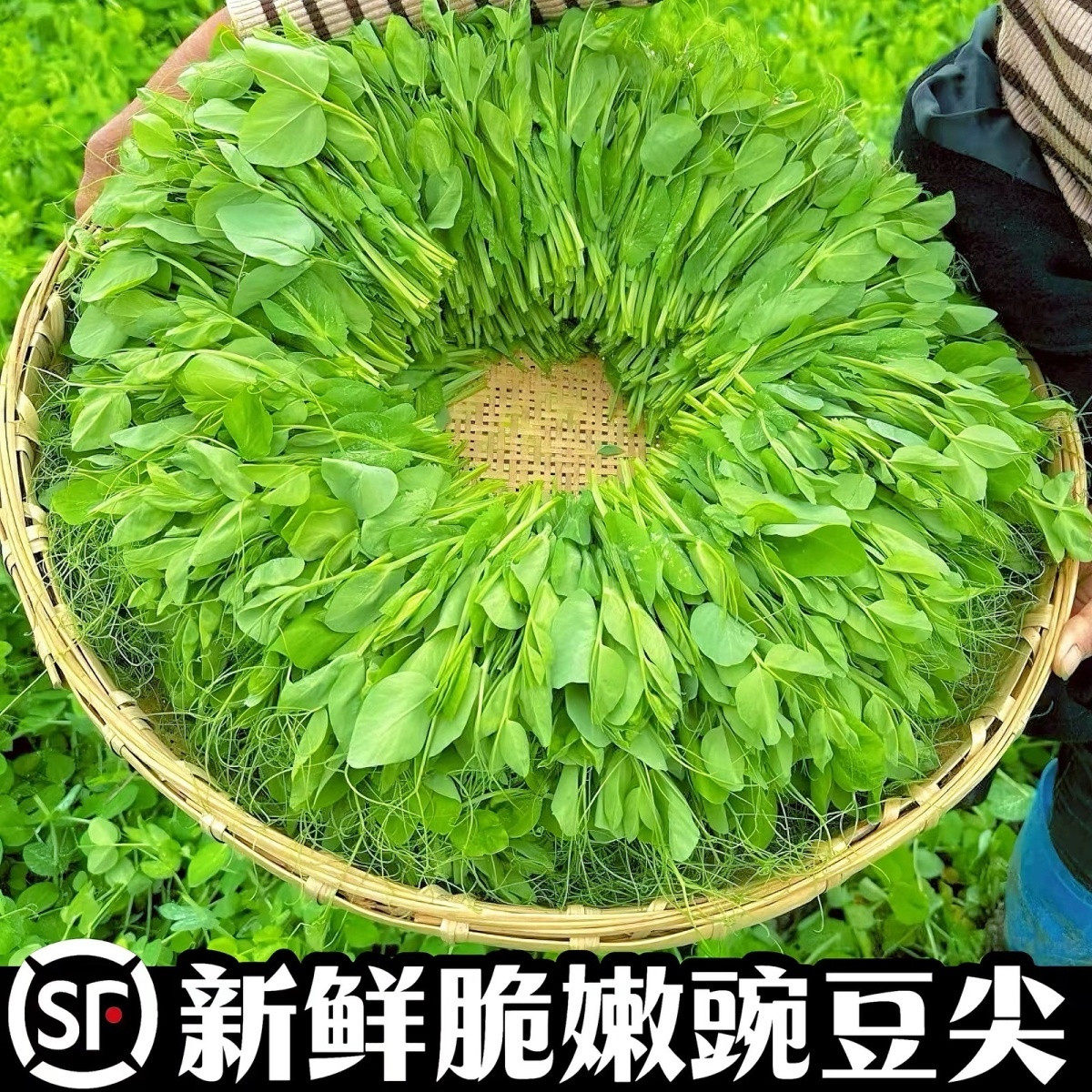 新鲜豌豆尖顺丰冷链包邮