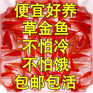 草金鱼观赏鱼耐活好养冷水鱼淡水饲料鱼小型观赏鱼活体小金鱼活鱼