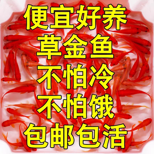 草金鱼观赏鱼耐活好养冷水鱼淡水饲料鱼小型观赏鱼活体小金鱼活鱼