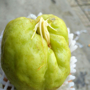 老品种佛手瓜良种窝瓜种好结瓜多可盆栽 花园栽 楼顶栽佛手瓜苗包
