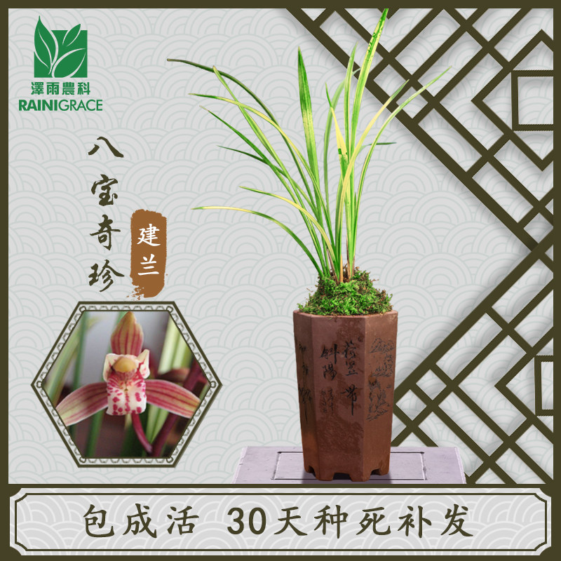 泽雨农科兰花苗四季建兰八宝奇珍虎斑艺中透艺山水画浓香花卉盆栽