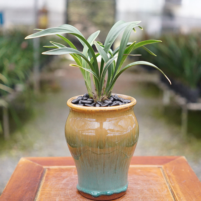 建兰【四季达摩】禅月达摩矮种金边兰花苗浓香花卉绿植迷你盆栽