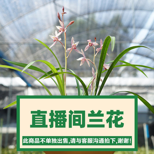 直播间专拍链接 翁源兰花苗建兰墨兰春兰蕙兰蕙兰盆栽浓香花卉