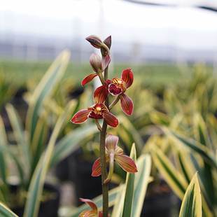 墨兰【东方红神荷】金边鹤艺高档兰花绿植室内盆栽喜庆年宵花