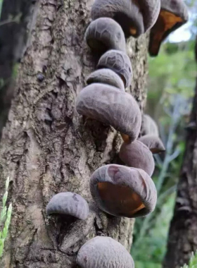 湘西大山小木耳