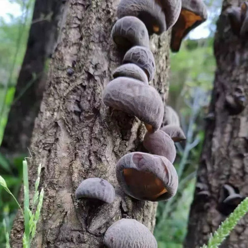湘西大山小木耳