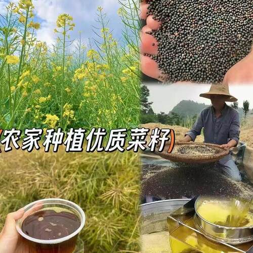 农家自种菜籽油