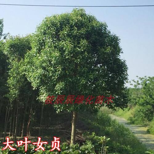 南方大叶女贞树苗四季常青